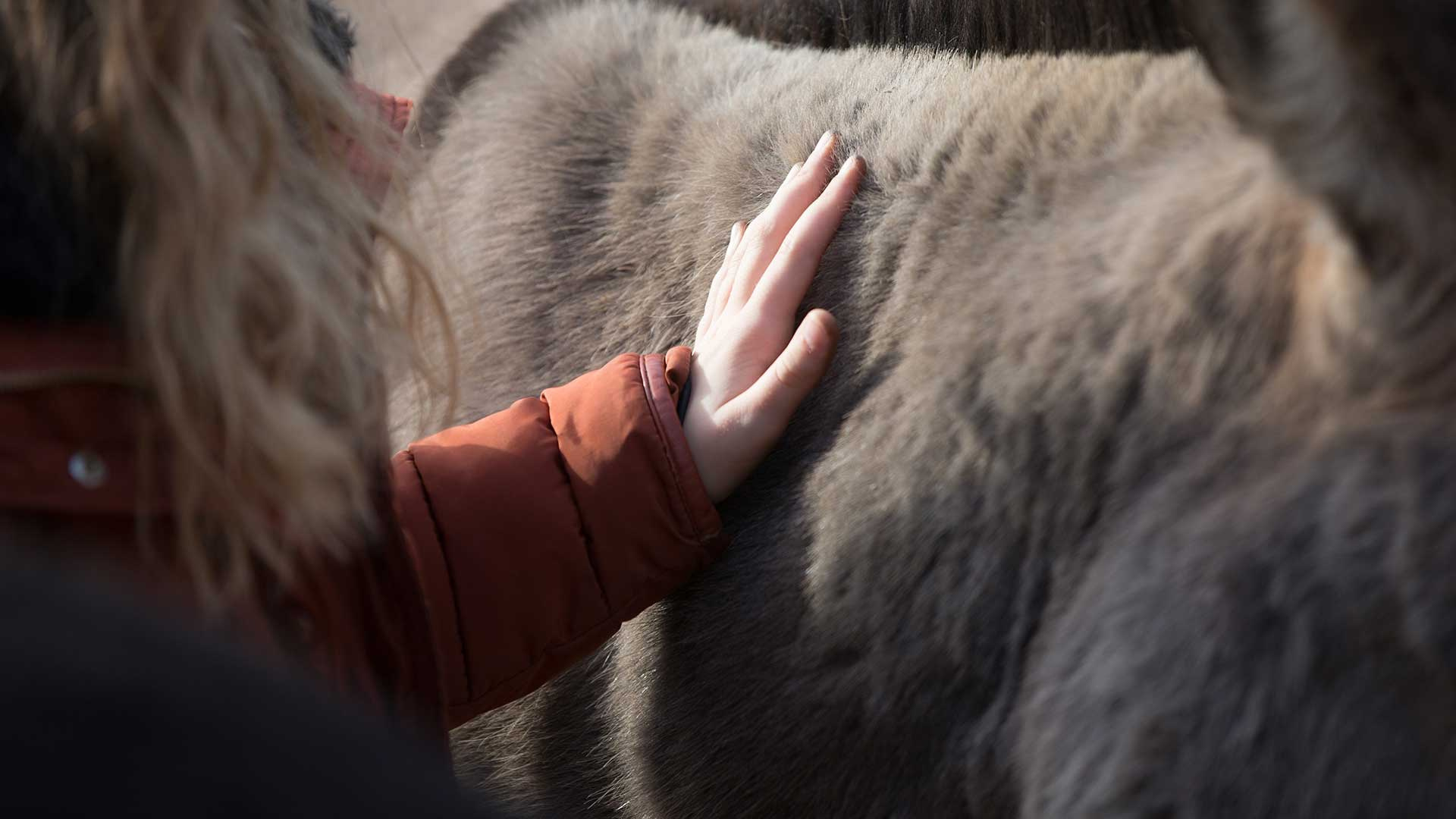 Donkey Assisted Activities Donkeys